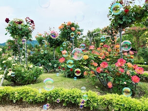 バラのシャボン玉の競演