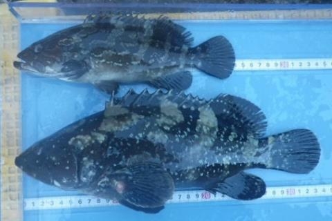 新交雑魚クエタマ(1歳魚)