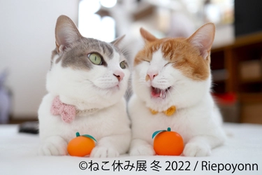 2022年＜ニャーニャーイヤー＞ スター猫大集結「ねこ休み展」 冬の本祭！1/28～2/27開催　猫の日(2/22)限定企画も実施！