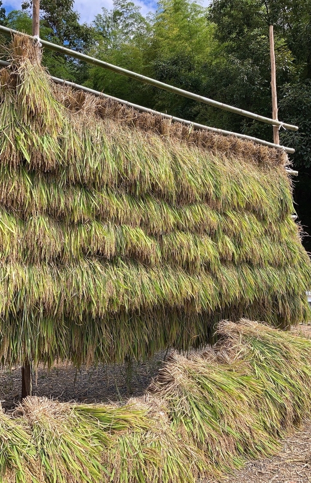 ▲髙穂木された稲