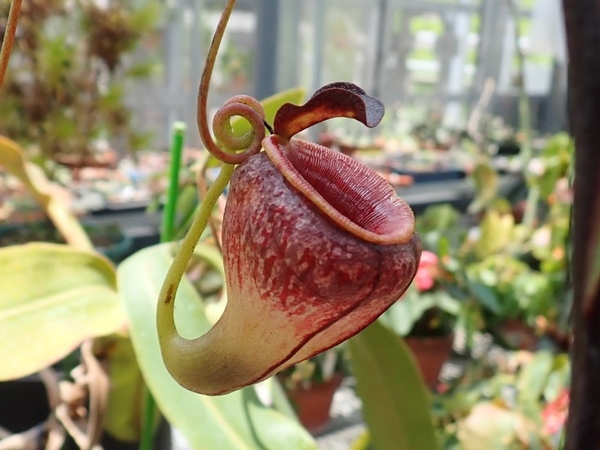 高地性ウツボカズラ　ネペンテス・テヌイス