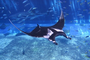 沖縄美ら海水族館 世界最大のエイ「ジャイアントマンタ」公開