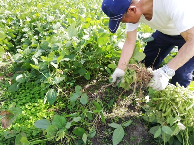 1,000箱限定販売の希少青大豆「嘉麻ひすい」 生枝豆狩り大会を10月に開催