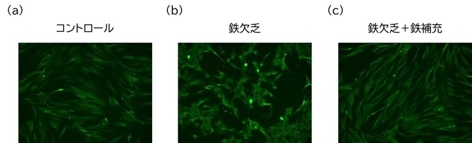 図4. 線維芽細胞における鉄のAGE産生に対する影響