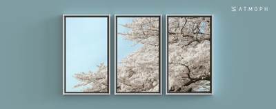 鴨川の桜 2