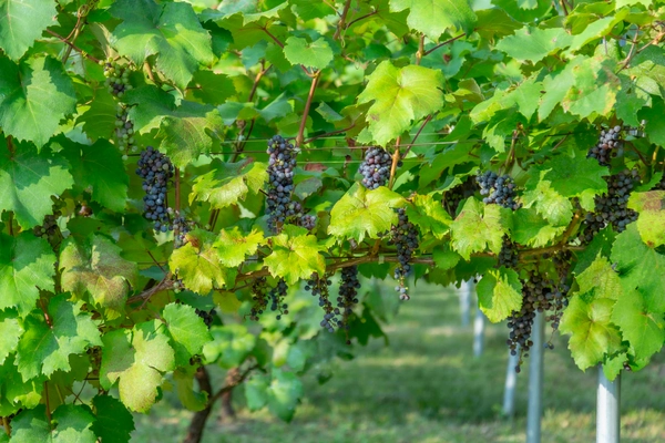 山口県周防大島町のワイン農家 Domaine Pinot Livre　 2019ヴィンテージとなる「ヤマ ソービニオン」の 収穫／醸造を開始！12月より一部を初穂(新酒)として販売予定