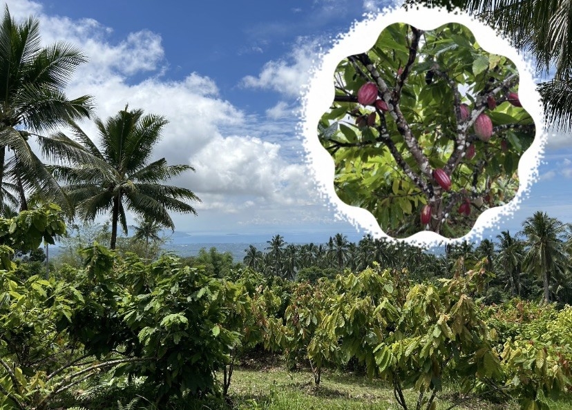 海の見えるカカオ農園