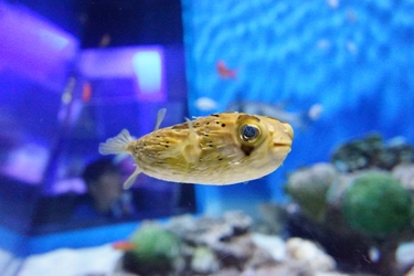 季節を彩る花と魚たちのコラボレーション！ 『ブルーミング アクアワールド・大洗～オータム～』 期間限定「秋バラ水槽」を展示中