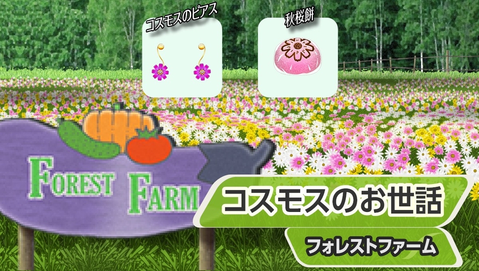 『コスモスのお世話』