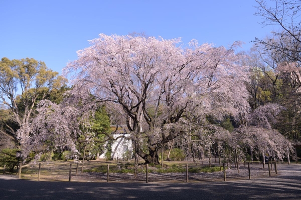 六義園シダレザクラ(過去最盛期の様子)