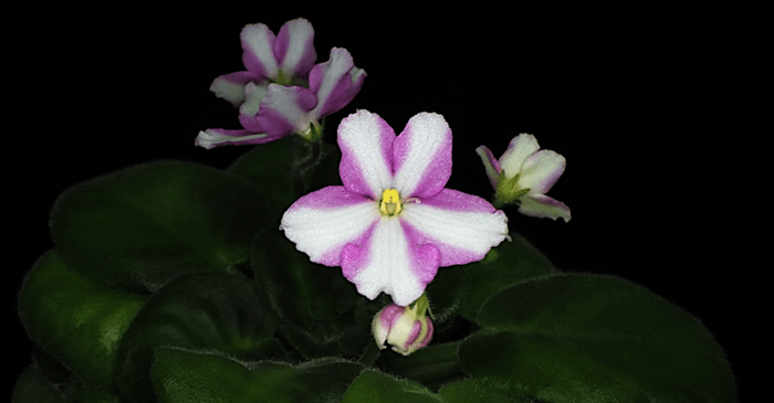 白色縞模様のセントポーリア