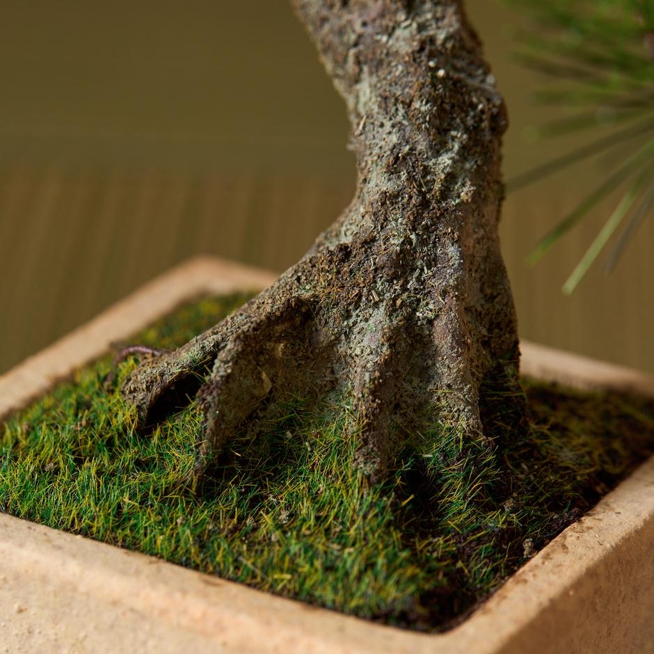 「A-BONSAI(R)Moyogi Light 信楽焼鉢」アップ