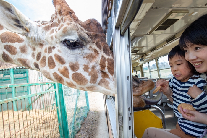 サファリバスからのエサやり