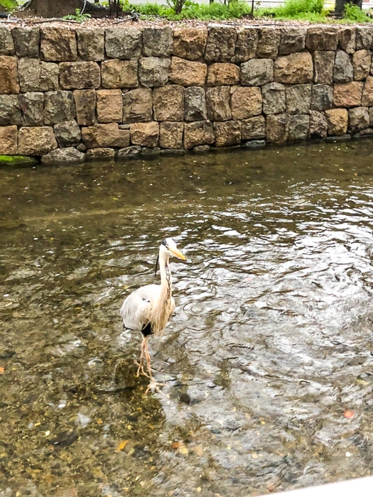 肉しんの愛されマスコット「しんちゃん」