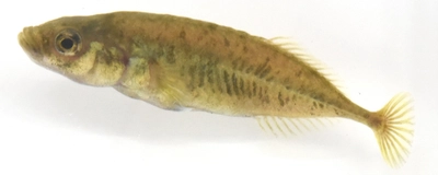 学術上“存在しない魚”だった希少淡水魚ムサシトミヨ　 60年を経て、ついに「新種」として記載される