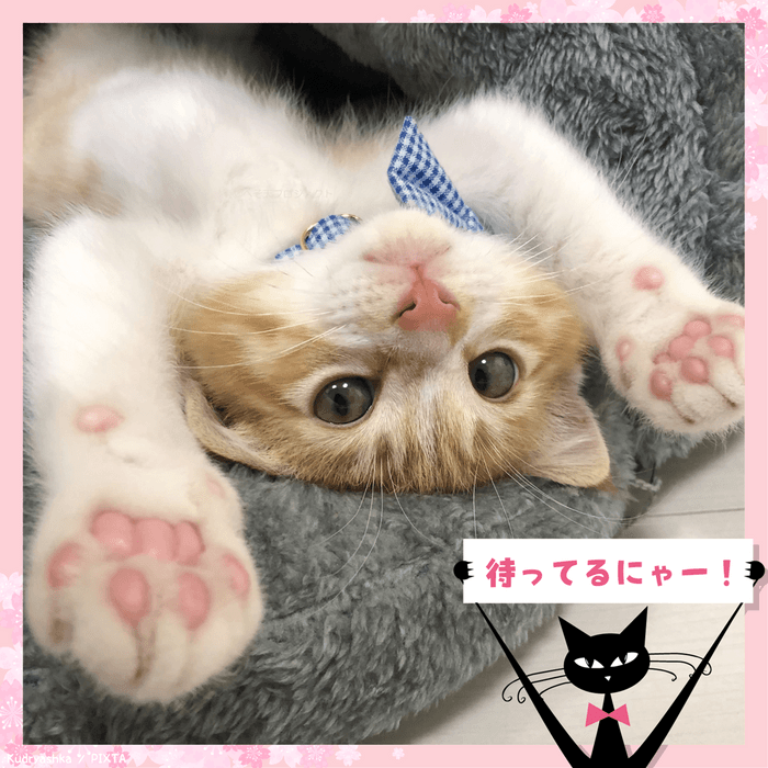 超可愛い猫たちが大集合！