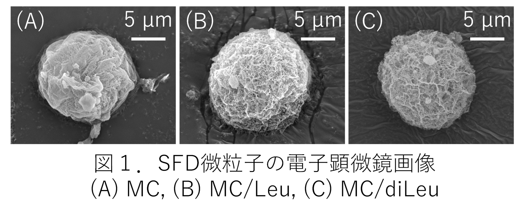 【名城大学】肺に効率的に届けて長く留まる機能性吸入粉末薬を設計