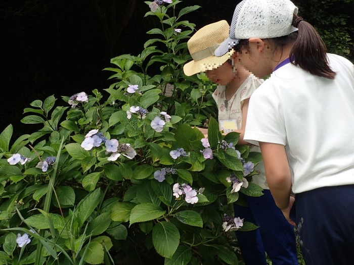 お花を被写体にするのも素敵