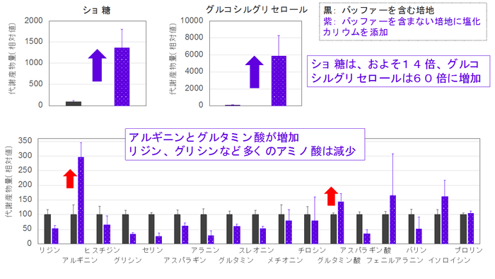 図3. 培地条件変化による糖とアミノ酸の量の変化