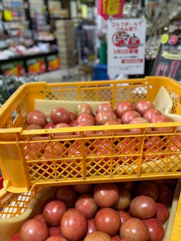 「ゴルフボールですくい取り」人気のトマト！