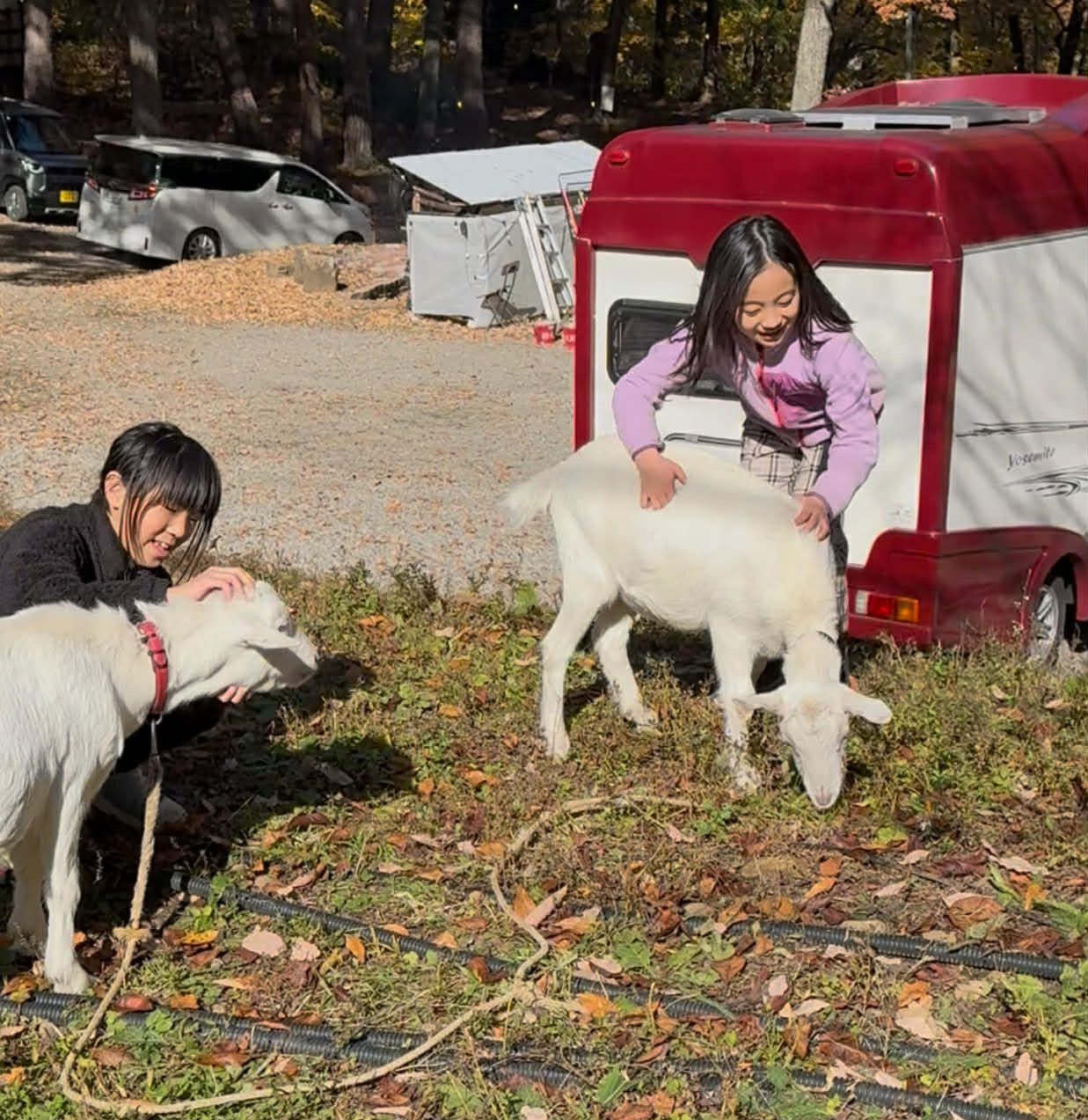写真(7):ヤギ放牧で下草がない状態