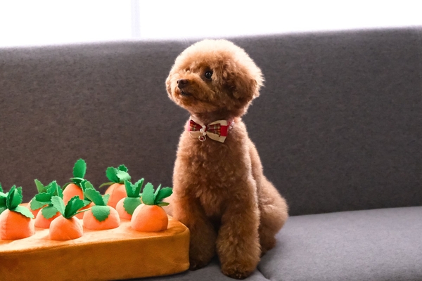 出品予定の人気商品「ふわふわ大収穫！ぬいぐるみ畑」は、愛犬の早食い防止や嗅覚トレーニングにぴったり。