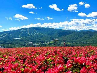 岐阜県郡上市の高原リゾート「ひるがのピクニックガーデン」 今年もオープン　1万5千株のベゴニアが見頃！ フォトスポット「イロドリこみち」には新シリーズ登場