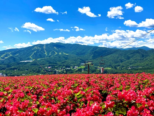 岐阜県郡上市の高原リゾート「ひるがのピクニックガーデン」 今年もオープン　1万5千株のベゴニアが見頃！ フォトスポット「イロドリこみち」には新シリーズ登場