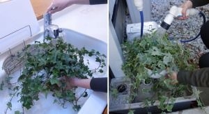水やり