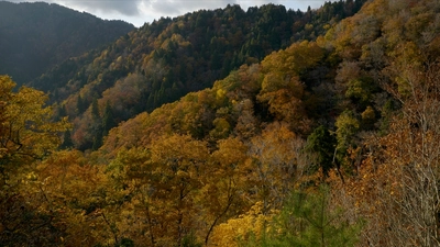 世界各地の紅葉を、Atmoph Window 2で観にいこう