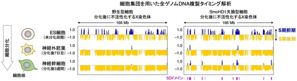 図2 野生型およびSmcHD1欠損型細胞の不活性X染色体の複製プロファイリング