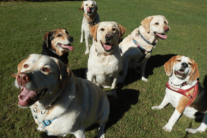 わんちゃん楽しい