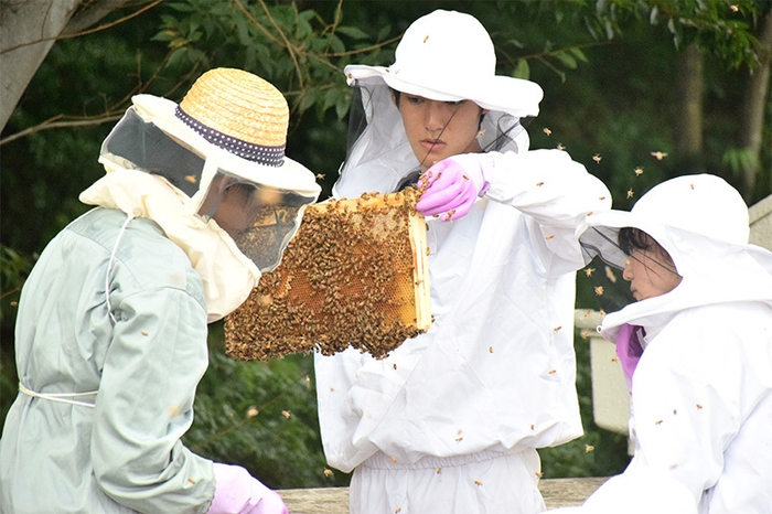 八王子キャンパスで養蜂