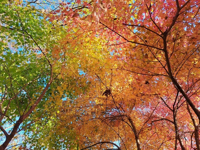 紅葉のグラデーション