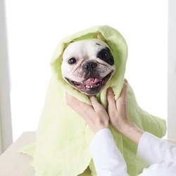 ペピイが敏感肌の愛犬をやさしく包み込む新商品「綿100％の3重ガーゼおくるみタオル」などを4月21日から発売開始