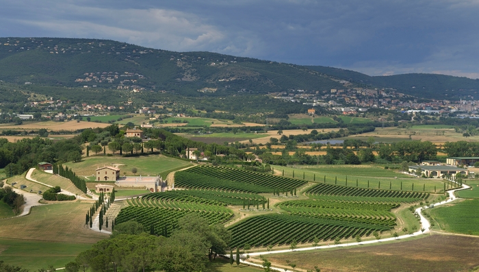 ワイン農場 画像