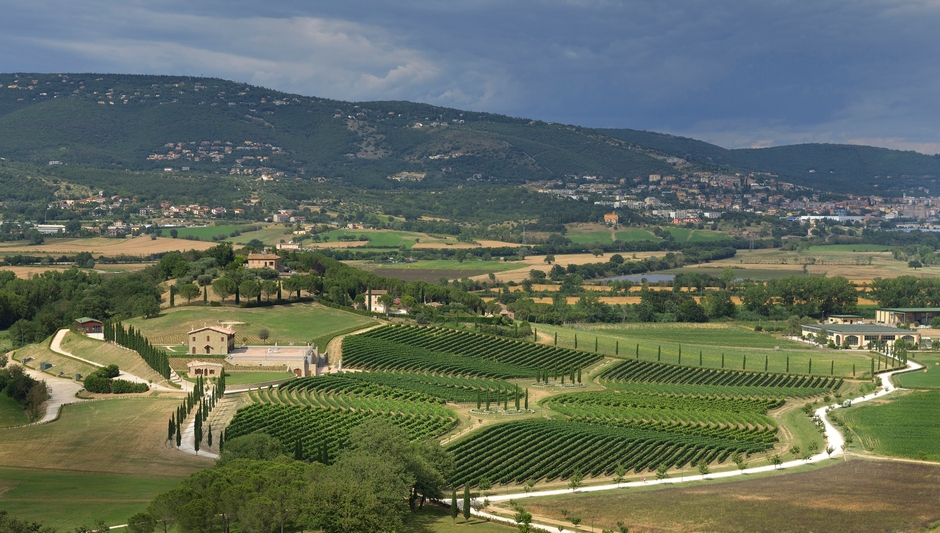 ワイン農場 画像