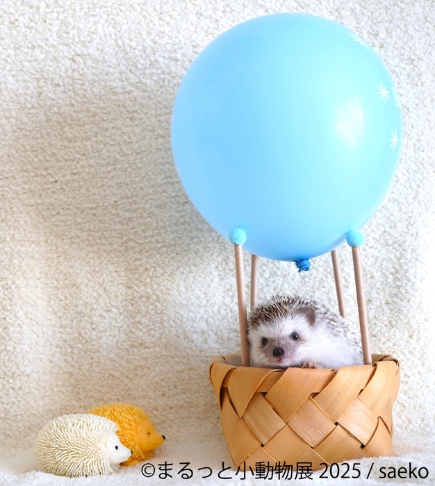 まるっと小動物展 展示作品:saeko