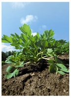 長命草(ボタンボウフウ)