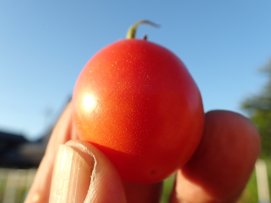 キンカントマト①