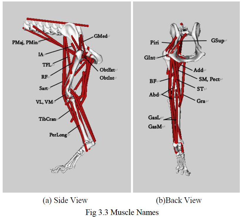 下肢部分の筋肉名称