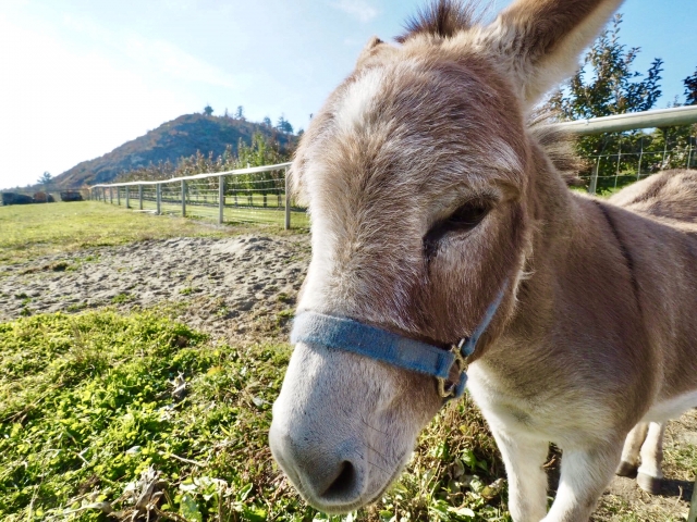 極上のグルメ? 世界で最も高い食材5選!