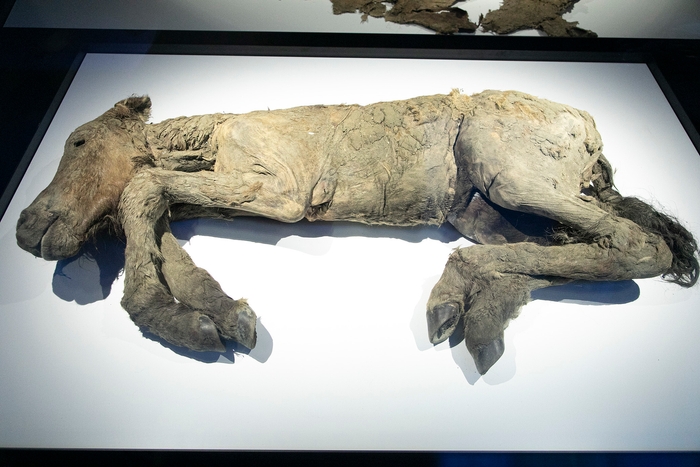 仔ウマ「フジ」(冷凍標本)展示物撮影:星野泰孝(ネクステラ)