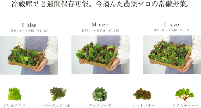 【30分以内収穫】今摘んだ無菌・農薬ゼロの常備野菜