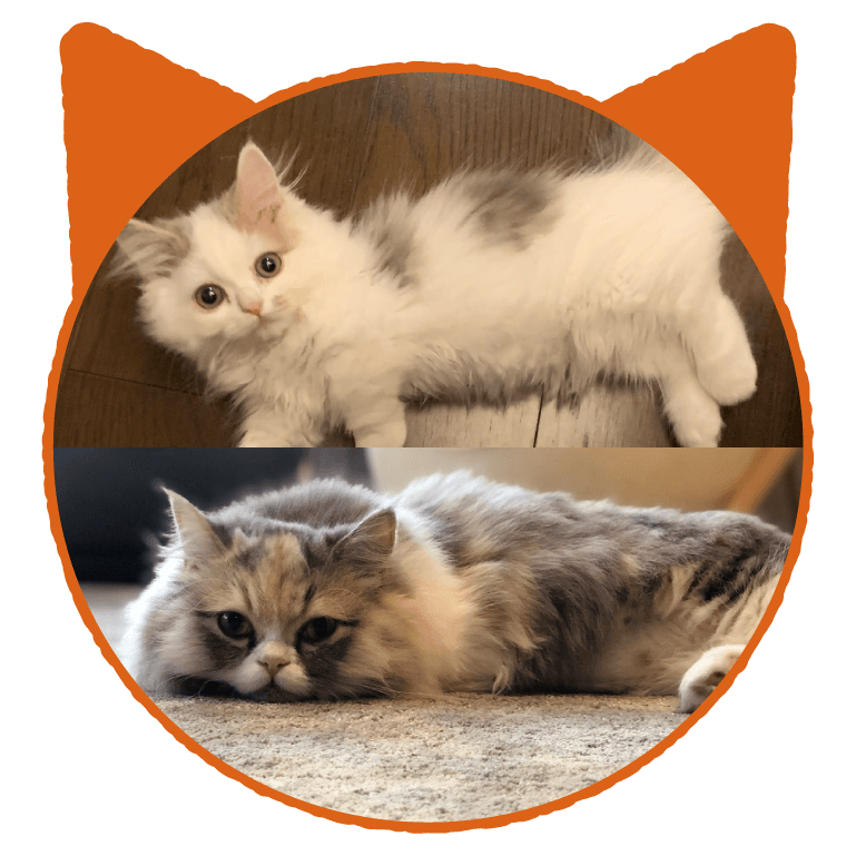 みるくちゃん・ももちゃん