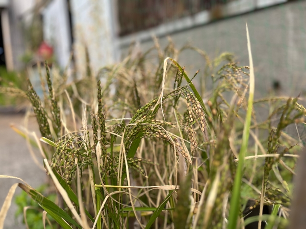 南あわじ市の露地環境での出穂