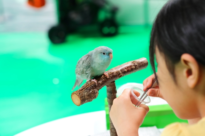 小鳥の餌やりができる「鳥カフェ」