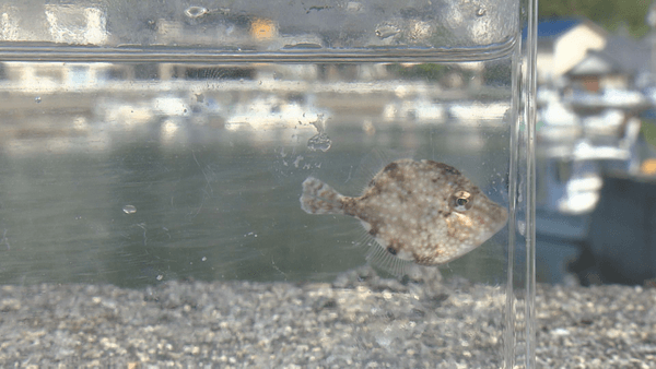 おちょぼ口ならではの特技があります！