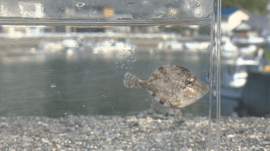 おちょぼ口ならではの特技があります!