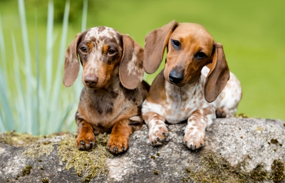 【犬種別!】ミニチュア・ダックスフンドがかかりやすい病気!症状や予防方法について